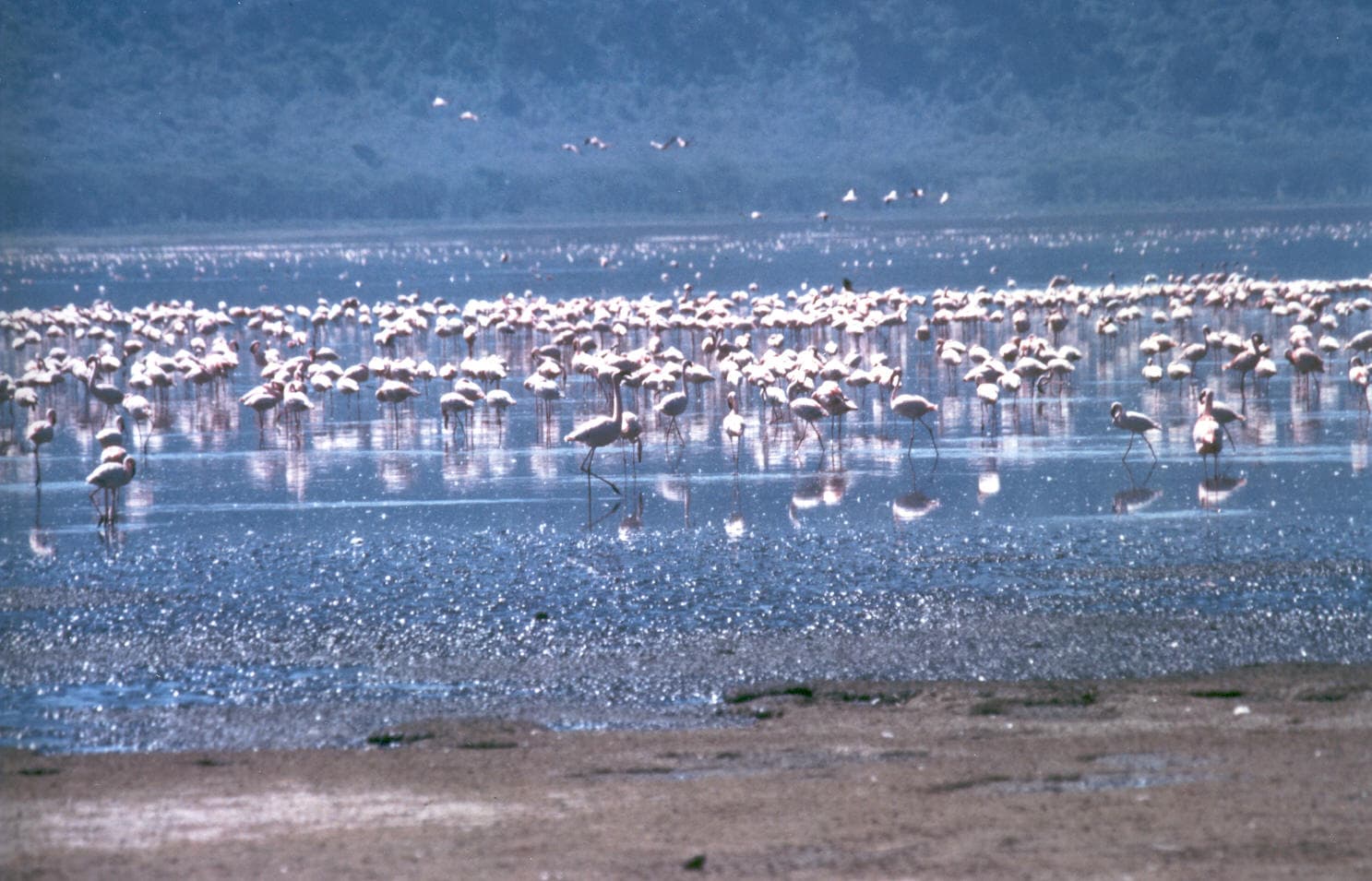 Flamingo flocks on Lake Nakuru