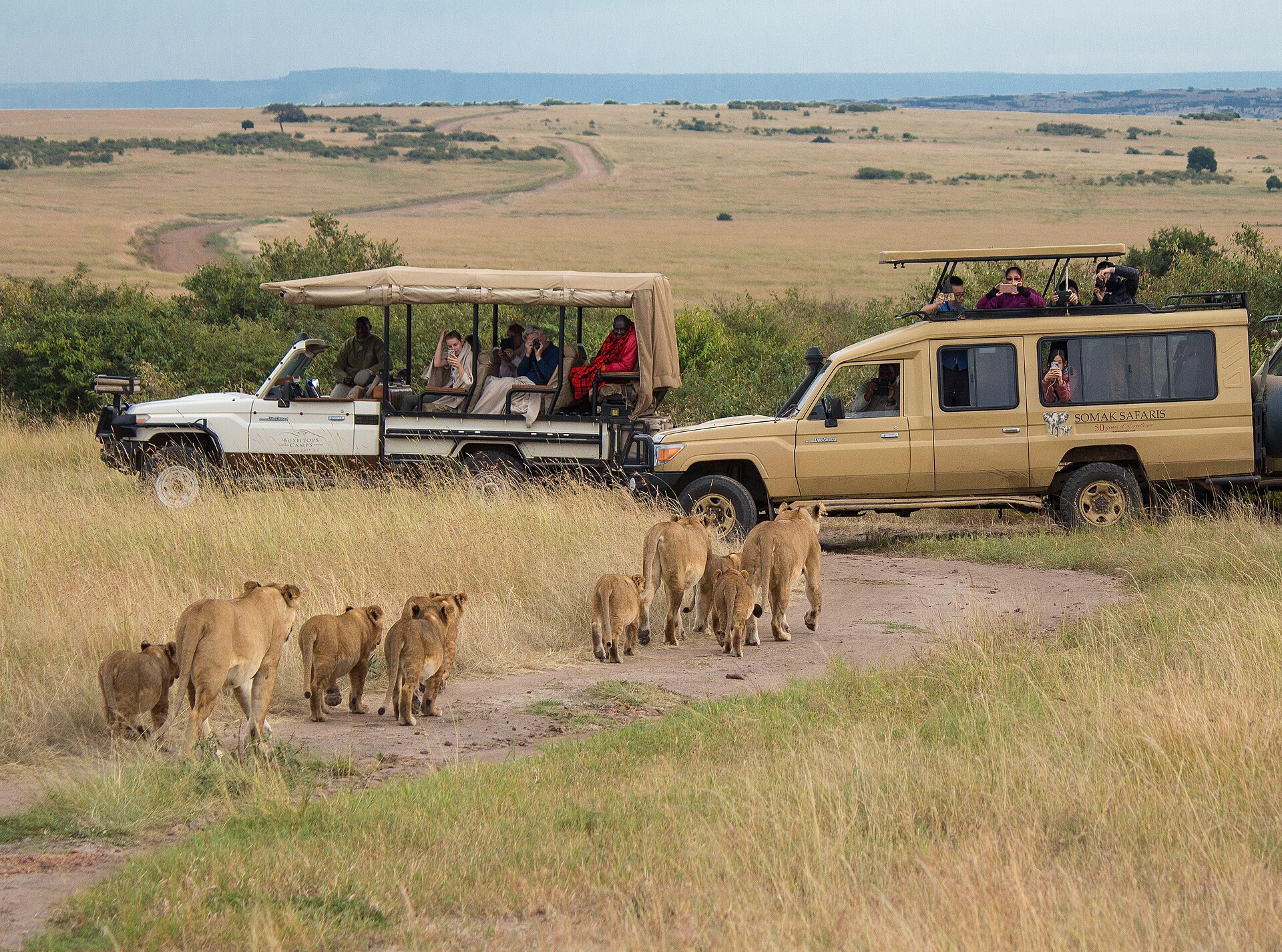 Savanna grassland of the Maasai Mara, Kenya